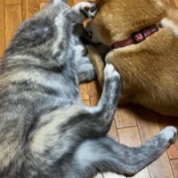 大きくなったあきちゃん