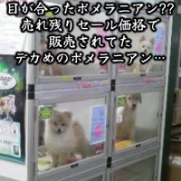売れ残っていた子犬