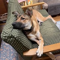 ソファに寝る犬