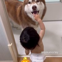 「たぬきちちゃんのせいだよ！」