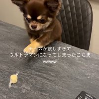 チーズを取りたいココちゃん