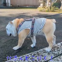 境内の中を歩く兄犬