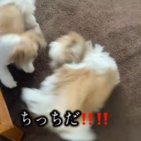 「ちっちだ！」と大喜び♪
