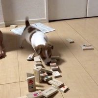 思わず笑顔になっちゃいます