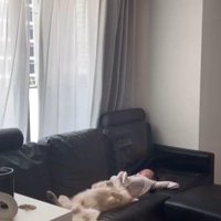 こたつ君と赤ちゃんの日常