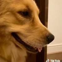 ゴールデンレトリバーのハッピーちゃん