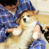マシュマロ