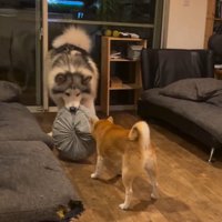 大きくなったロイくん