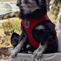 小さくなるここまるちゃん