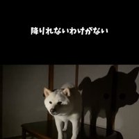 暗闇の中で佇む犬と大きな影