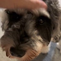 お風呂から出た時のポポちゃんの態度9