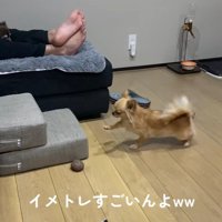 段差を登ろうとするのんちゃん