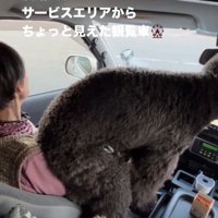 おばあちゃんの上に座る犬