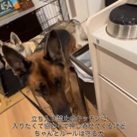 キッチンに入りたいダズくん＆ベネッタちゃん9