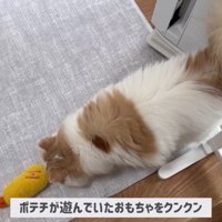 ポテチくんとレモンさんの初対面5