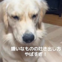 Ｑ太くんにみかんを投げたら5