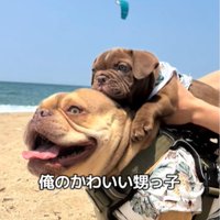 おんぶする犬