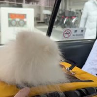 タクシーの窓から、遠ざかっていく女性を見つめる犬