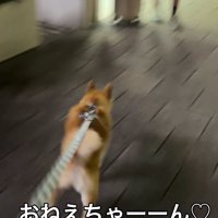 お姉ちゃんのもとへ走る小型犬