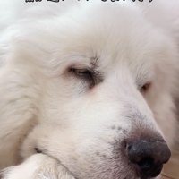 目を閉じかける犬