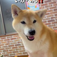 飼い主の顔を見つめる犬