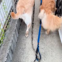 リードから手を離す