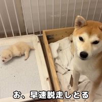 さっそく脱走する子が出現！