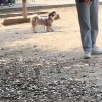 飼い主を探す犬
