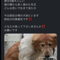 諦めた