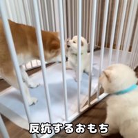 しろもじちゃんが反抗したら…