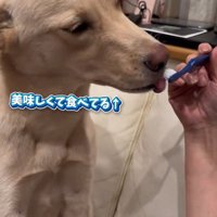 歯ブラシをなめる犬