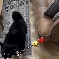吠えながら近づく犬
