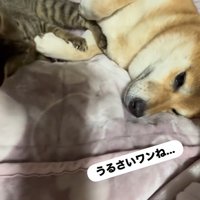 あんずちゃんは迷惑そう