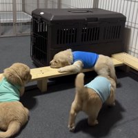 木の枠で休む子犬を見つめる子犬