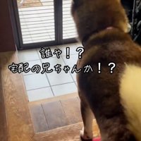 まだ疑うごんちゃん