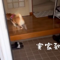 家の中へと駆けていく犬