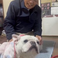 前を見つめる犬