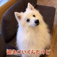 ママの話を聞くぽてちゃん