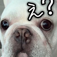 飼い主の姿を見て、目を丸くする犬