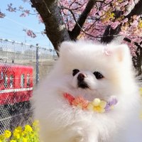 アイドル