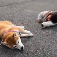 地面に寝転がる女の子と柴犬2