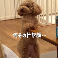 足踏みしながら飼い主を見つめる犬