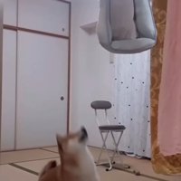 身を屈める柴犬