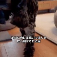 アップの犬