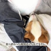 添い寝をするためオヤツで釣るも…