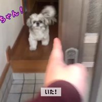 てんぽさんの熱烈歓迎