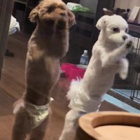 カリカリを再開！！