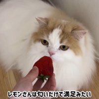 レモンさんはいらないようです