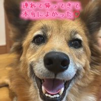 笑顔の犬4