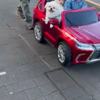 ニコニコ笑顔のわんこにキュン♡